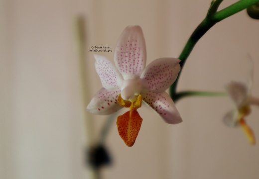 Phalaenopsis Mini Mark 