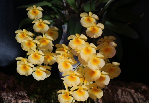 Dendrobium aggregatum( Dendrobium lindleyi)