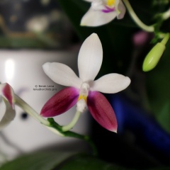 Phalaenopsis tetraspis  С1