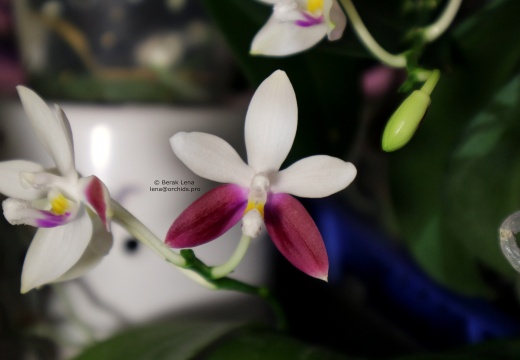 Phalaenopsis tetraspis  С1