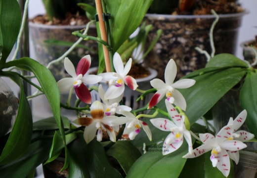 Phalaenopsis tetraspis С1