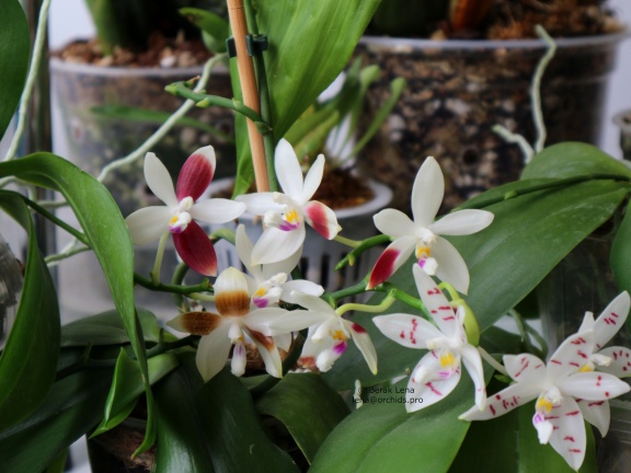 Phalaenopsis tetraspis С1