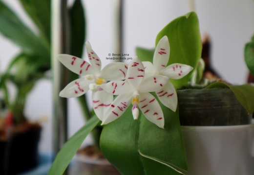 Phalaenopsis tetraspis Т-2