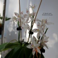 Phalaenopsis tetraspis T1 и T2