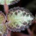 Эписция медная (Episcia cupreata)