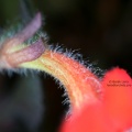 Эписция медная (Episcia cupreata)