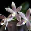 Phalaenopsis tetraspis Silver Steel