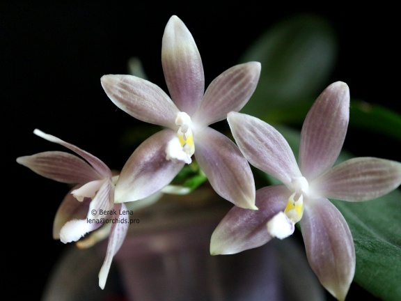 Phalaenopsis tetraspis Silver Steel