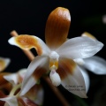 Phalaenopsis Tetraspis coffee