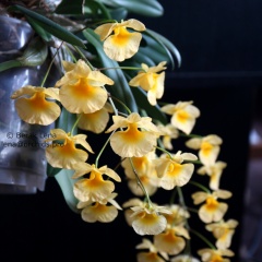 Dendrobium lindleyi