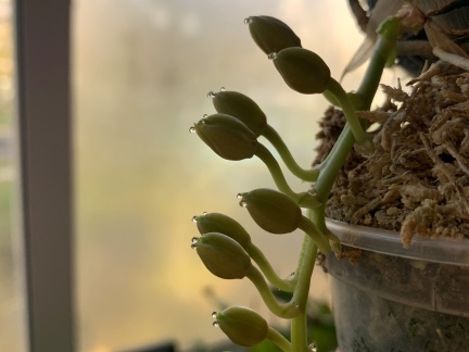 Clowesia Jumbo Grace 'Jumbo Orchids'