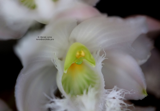 Clowesia Jumbo Grace 'Jumbo Orchids'
