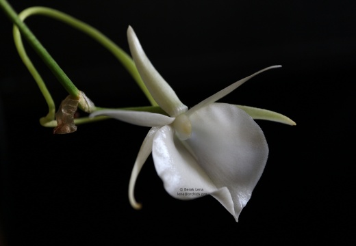 Angraecum scottianum 